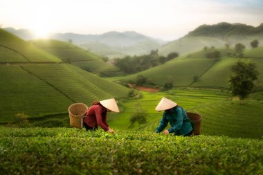 Vietnam 'daki yeşil çay çiftliği, Long Coc Dağı' ndaki çay tarlasında çalışan Vietnamlılar için manzara fotoğrafı