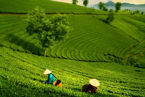 在越南绿茶农场长可可山茶园工作的越南人的景致照片 — 图库照片