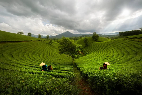 Landscape Photo Vietnamese Working Tea Plantation Long Coc Mountain Green — Stock Photo, Image