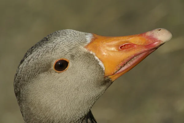 Grågås närbild — Stockfoto