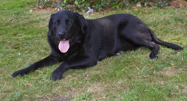 Labrador Retriever — Stockfoto