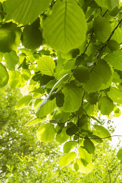 Hojas verdes — Foto de Stock