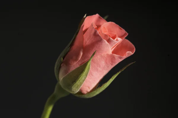 Růže na černém pozadí — Stock fotografie