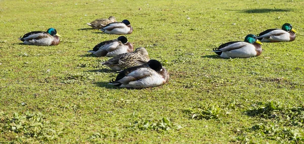 Patos-reais — Fotografia de Stock