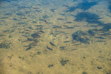 ortak rudd balık gölet grup
