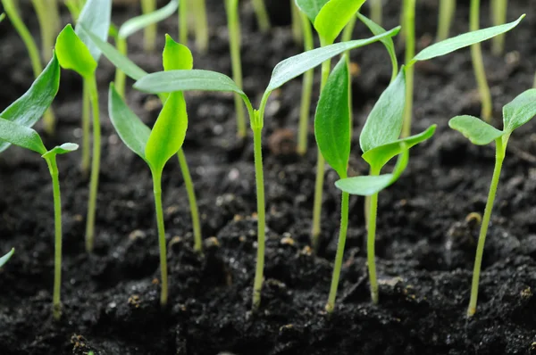 Peper zaailingen — Stockfoto