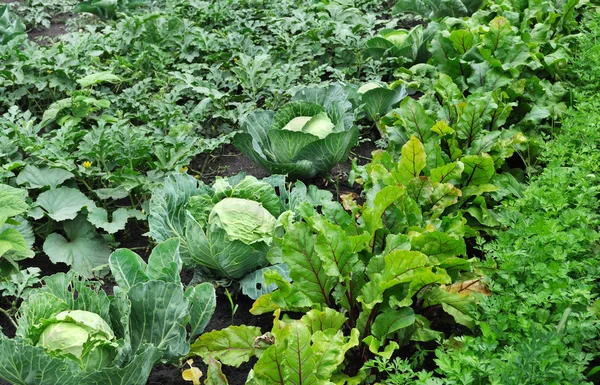 有机种植各种蔬菜 — 图库照片