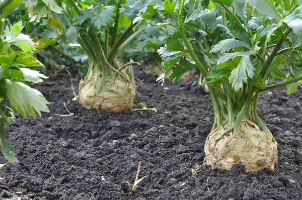 Gros Plan Plantation Céleri Légumes Racines Dans Potager — Photo