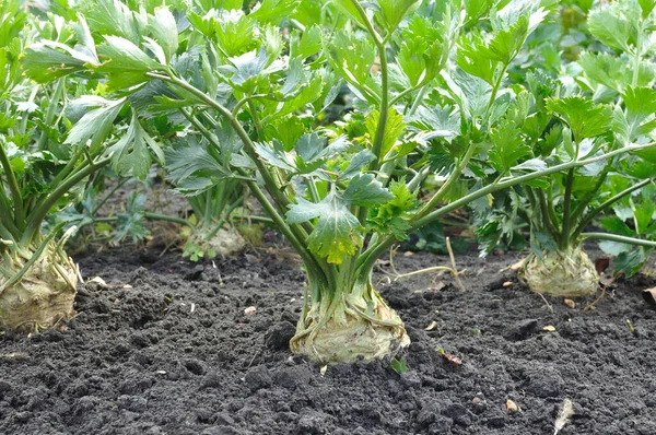 Gros Plan Plantation Céleri Légumes Racines Dans Potager — Photo
