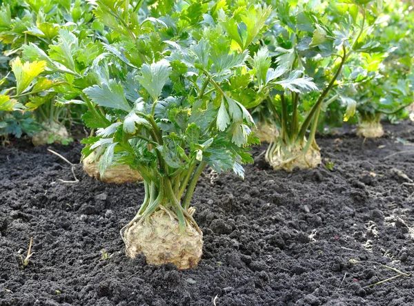 Primer Plano Plantación Apio Hortalizas Raíz Huerto Fotos de stock