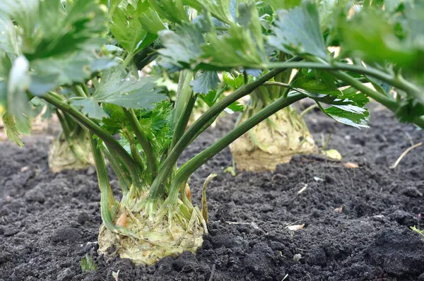 Detail Výsadby Celer Kořenová Zelenina Zeleninové Zahradě Stock Snímky