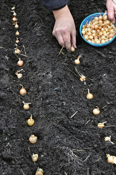 Mano Del Giardiniere Piantare Semi Cipolla Nell Orto Composizione Verticale — Foto Stock