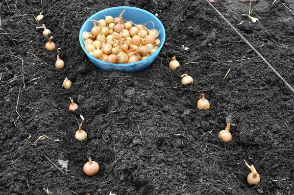 Primer Plano Las Semillas Cebolla Proceso Plantación Huerto — Foto de Stock
