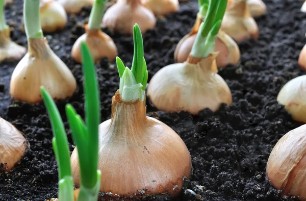 Primer Plano Del Cultivo Cebolla Verde Huerto —  Fotos de Stock