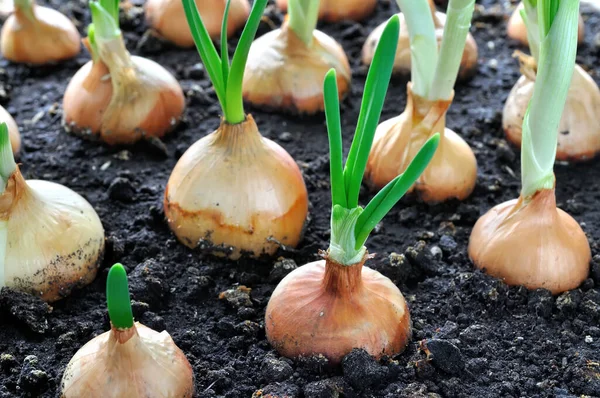Primer Plano Del Cultivo Cebolla Verde Huerto —  Fotos de Stock
