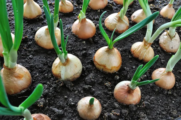 Primer Plano Del Cultivo Cebolla Verde Huerto Imagen de archivo