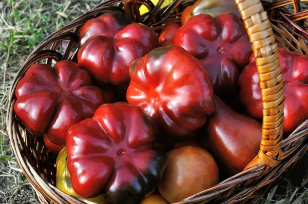 新鮮な有機野菜を収穫 バスケットに熟したピーマンとトマト — ストック写真