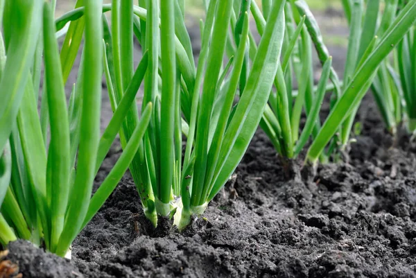 野菜園でのネギ栽培の終わり — ストック写真