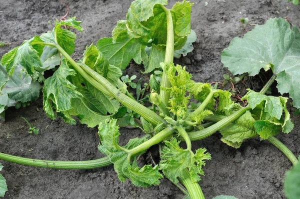 野菜の庭で野菜ズッキーニに成長するモザイクウイルス植生の異なる段階を閉じます — ストック写真