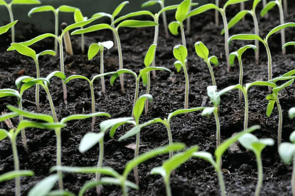 Primer Plano Las Plántulas Tomate Jóvenes Crecimiento Invernadero — Foto de Stock