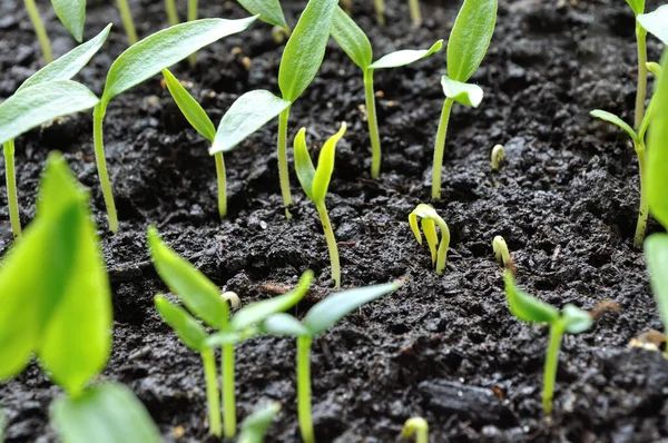 Primer Plano Las Plántulas Pimiento Jóvenes Crecimiento Invernadero — Foto de Stock