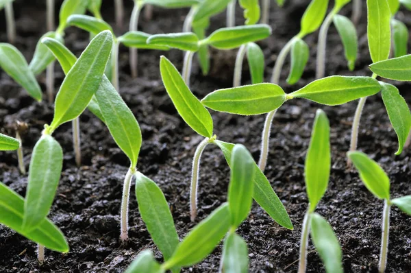 Primer Plano Las Plántulas Tomate Jóvenes Crecimiento Invernadero — Foto de Stock