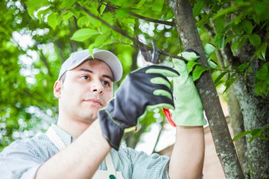 Bahçıvan ağaç budama