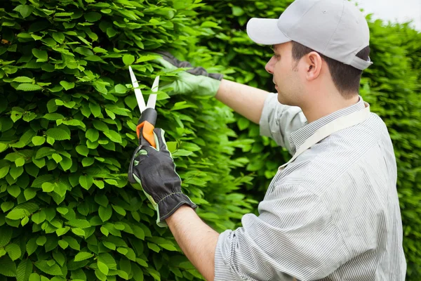 Trädgårdsmästare beskärning en säkring — Stockfoto