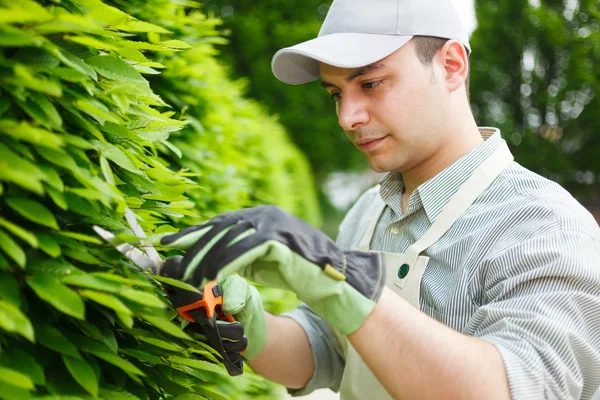 Gardener pruning an hedge — Stock Photo, Image