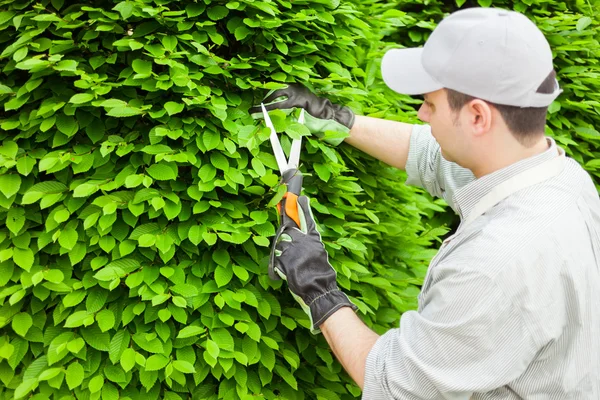 Gardener pruning an hedge — Stock Photo, Image