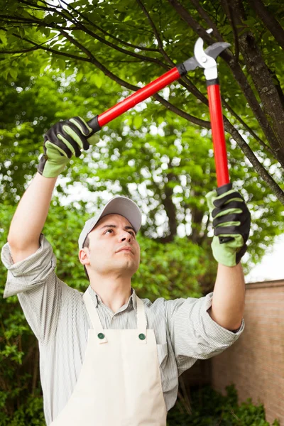 Gardener pruning a tree — Stock Photo, Image