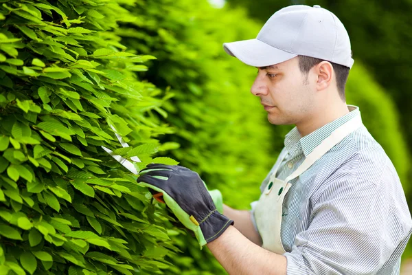 Gärtner schneidet eine Hecke — Stockfoto