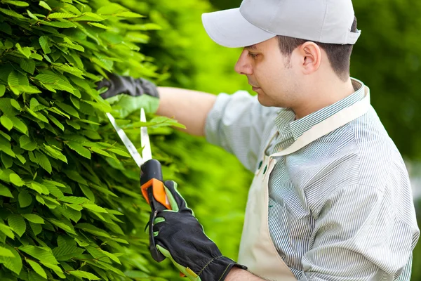 Gärtner schneidet eine Hecke — Stockfoto