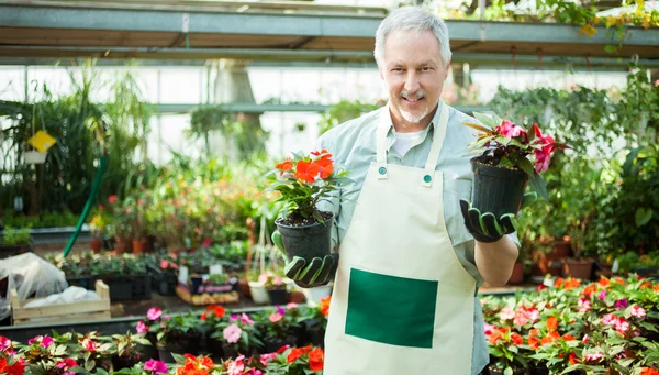 Portrait Smiling Greenhouse Worker Holding Flower Pots — Stock Photo, Image