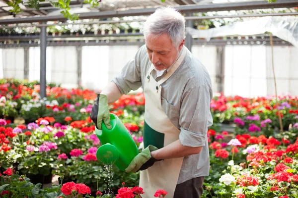 Worker watering plants — Stock Photo, Image