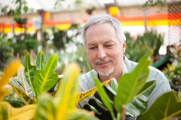 Gardener Examining Plant Greenhouse — Stock Photo, Image