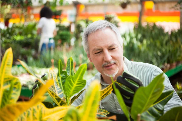 温室の植物をチェック男 — ストック写真