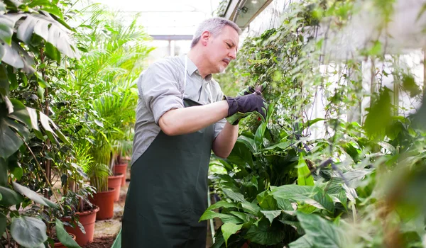 Gardener trimming a plant Stock Picture