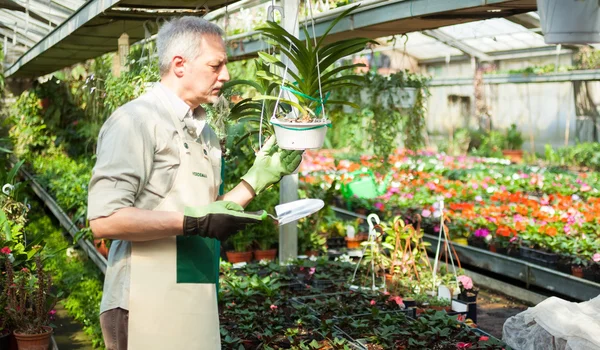 男性は植物をチェック — ストック写真