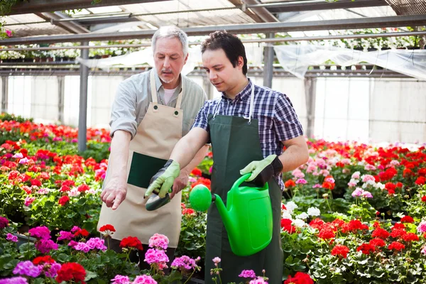 Greenhouse worker watering plants — Stock Photo, Image