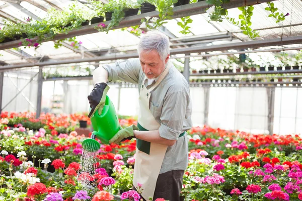 Arbeiter gießen Pflanzen — Stockfoto
