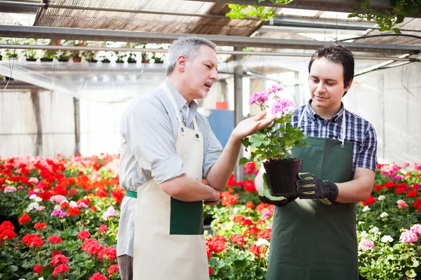 Greenhouse worker holding flower pots — Stock Photo, Image