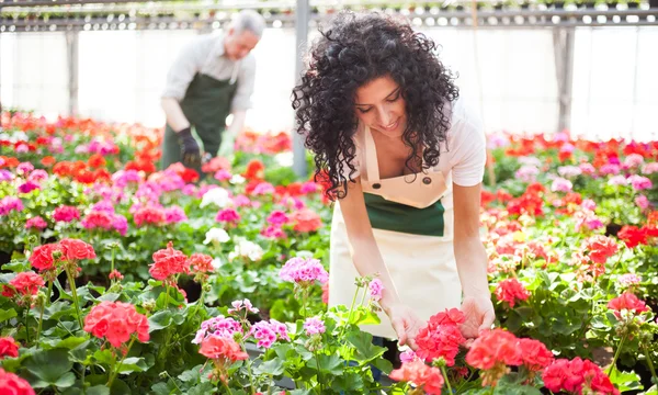 Kvinna Kontrollera Blommor Ett Växthus — Stockfoto