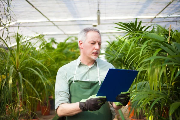 Jardineiro examinando plantas — Fotografia de Stock