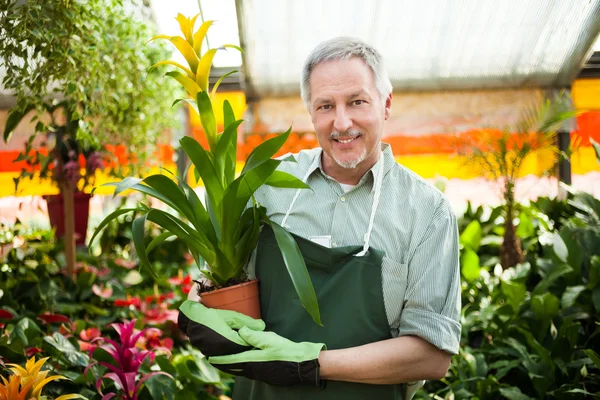 Gardener Examining Plant Greenhouse — Stock Photo, Image