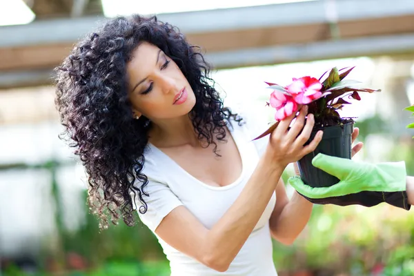 Kvinnan välja blommor i ett växthus — Stockfoto