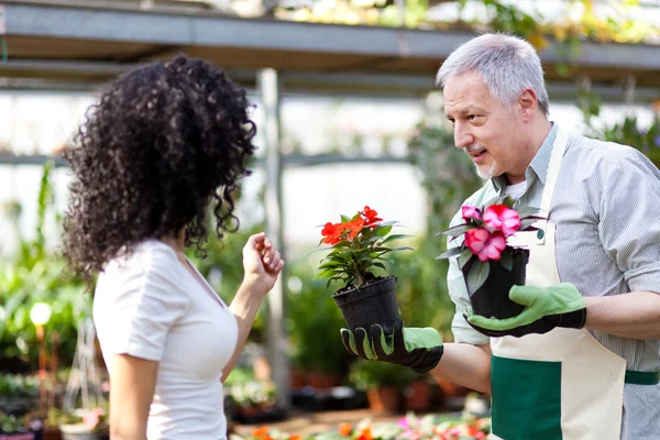 Mulher escolhendo flores em uma estufa — Fotografia de Stock