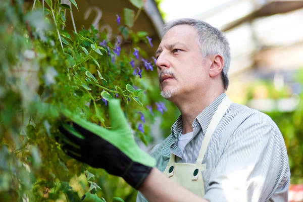 Gardener checking a plant — Stock Photo, Image