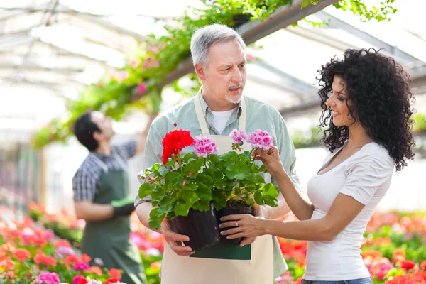 Kvinnan välja blommor i ett växthus — Stockfoto