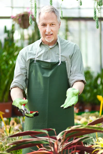 Retrato de un jardinero maduro en un invernadero — Foto de Stock